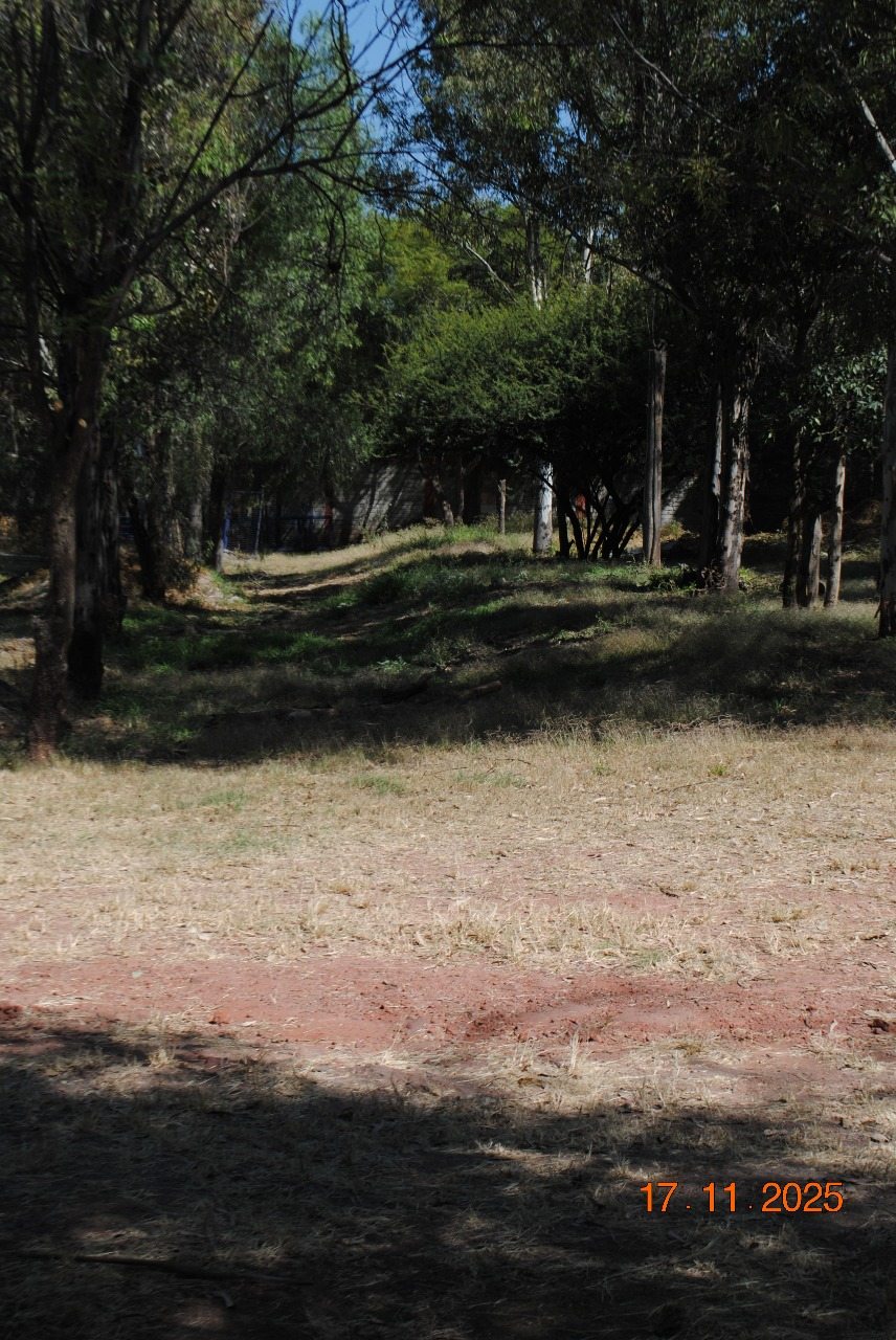 Zona arbolada del jardín con luz de sol