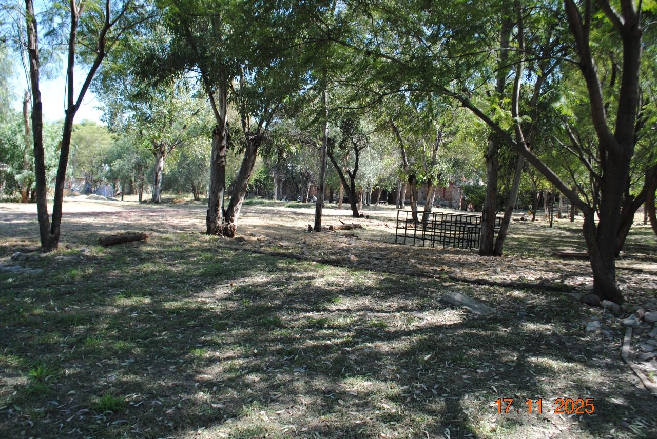 Sendero arbolado dentro del jardín